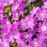 Primula  'Lilac Fairy'